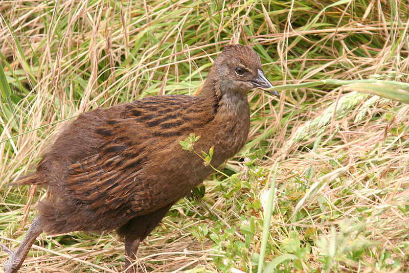 weka